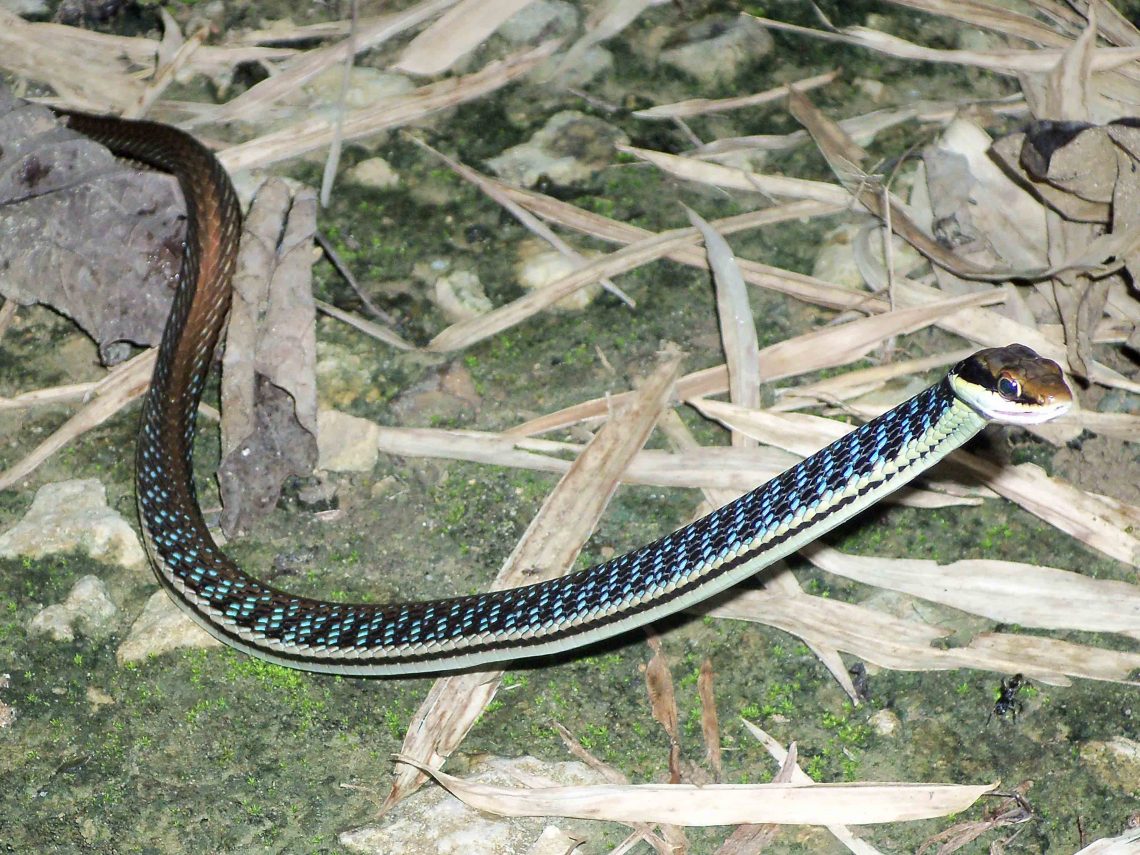 Herpetofauna Di Areal Rehabilitasi Tambang Batubara Kalimantan Timur ...