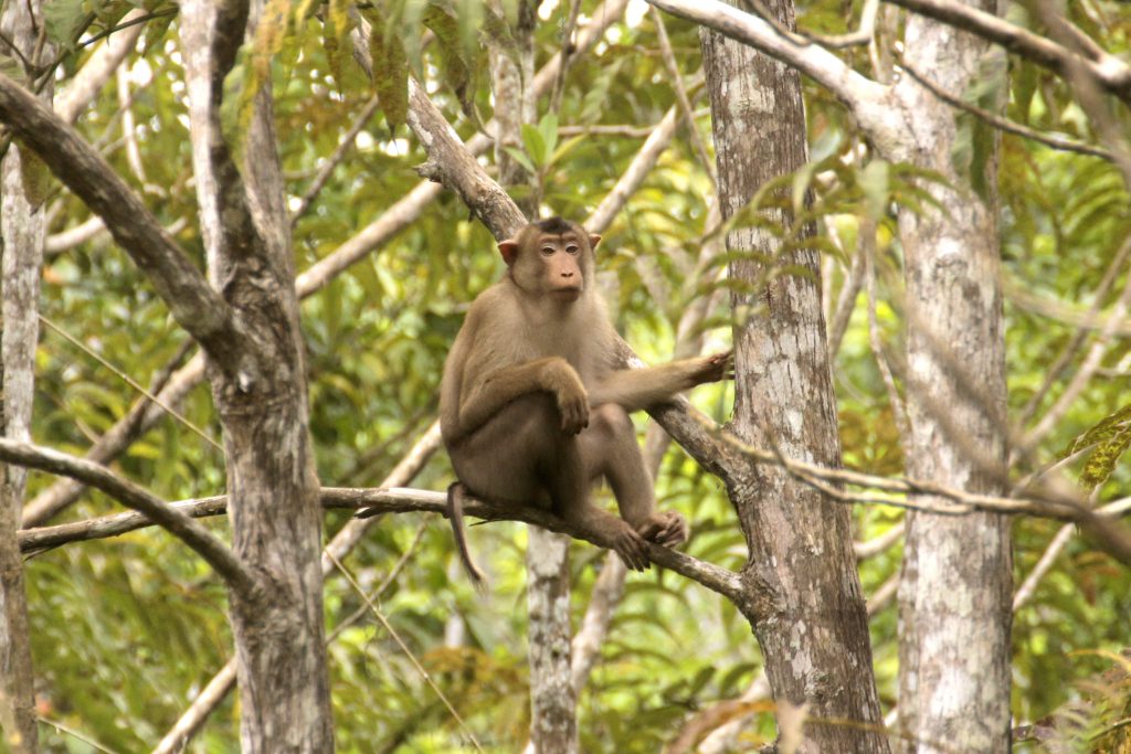 Beruk Macaca Nemestrina Di Khdtk Sambojabalitek Ksdaagustina Dwi Setyowati Copy Bpsilhk Samboja 